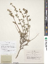 Artemisia rutifolia image