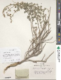 Artemisia rutifolia image