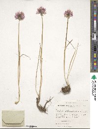 Allium schoenoprasum image