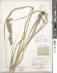 Calamagrostis epigejos image