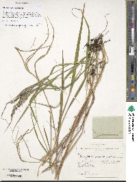 Calamagrostis purpurea image