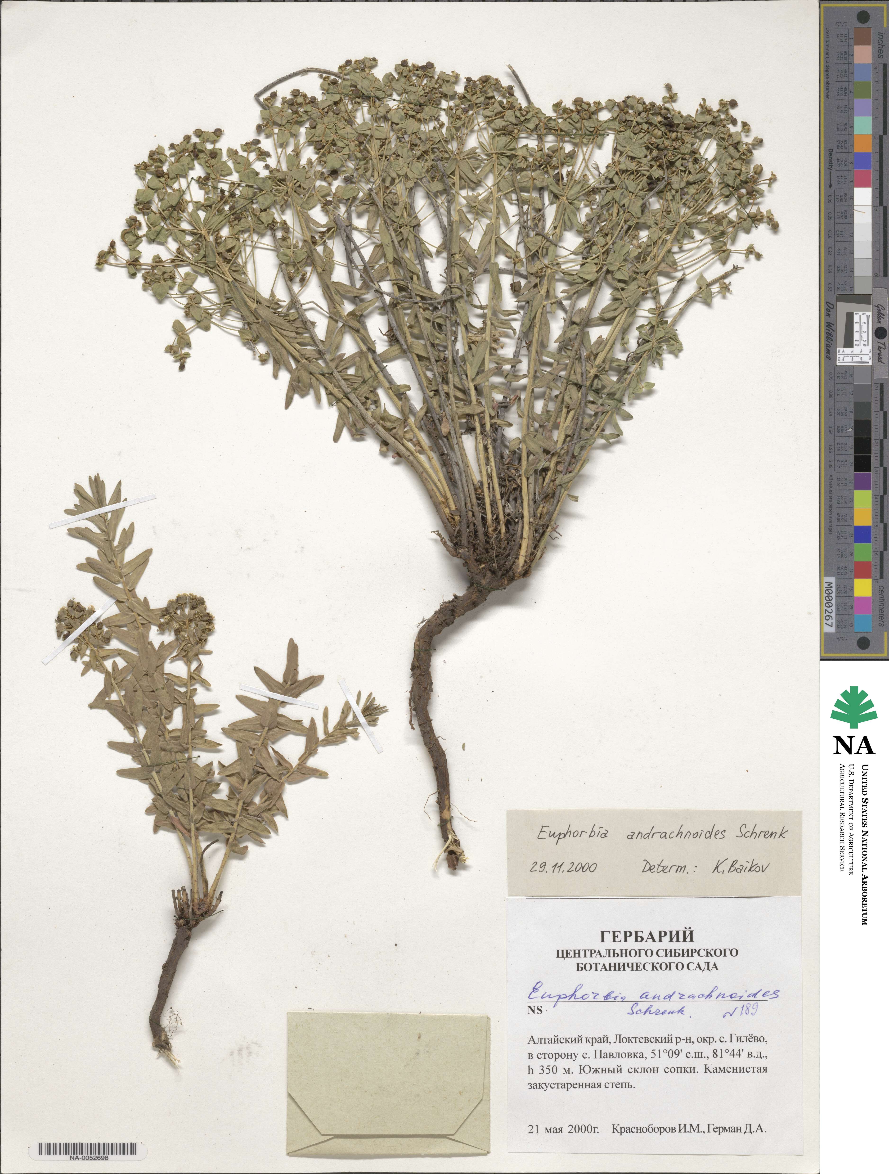 Euphorbia andrachnoides image