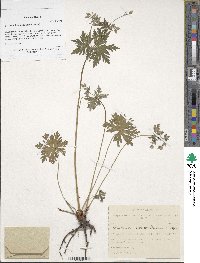 Geranium pseudosibiricum image