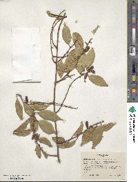 Elaeagnus glabra image