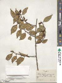 Elaeagnus glabra image