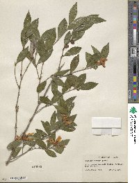 Camellia oleifera image