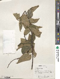 Actinidia latifolia image