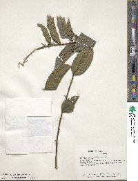 Image of Sageretia randaiensis