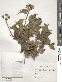 Hedera rhombea image