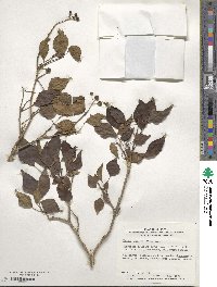 Hedera rhombea image