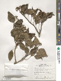 Hedera rhombea image