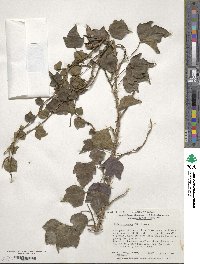 Hedera rhombea image