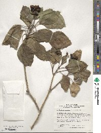 Dendropanax trifidus image