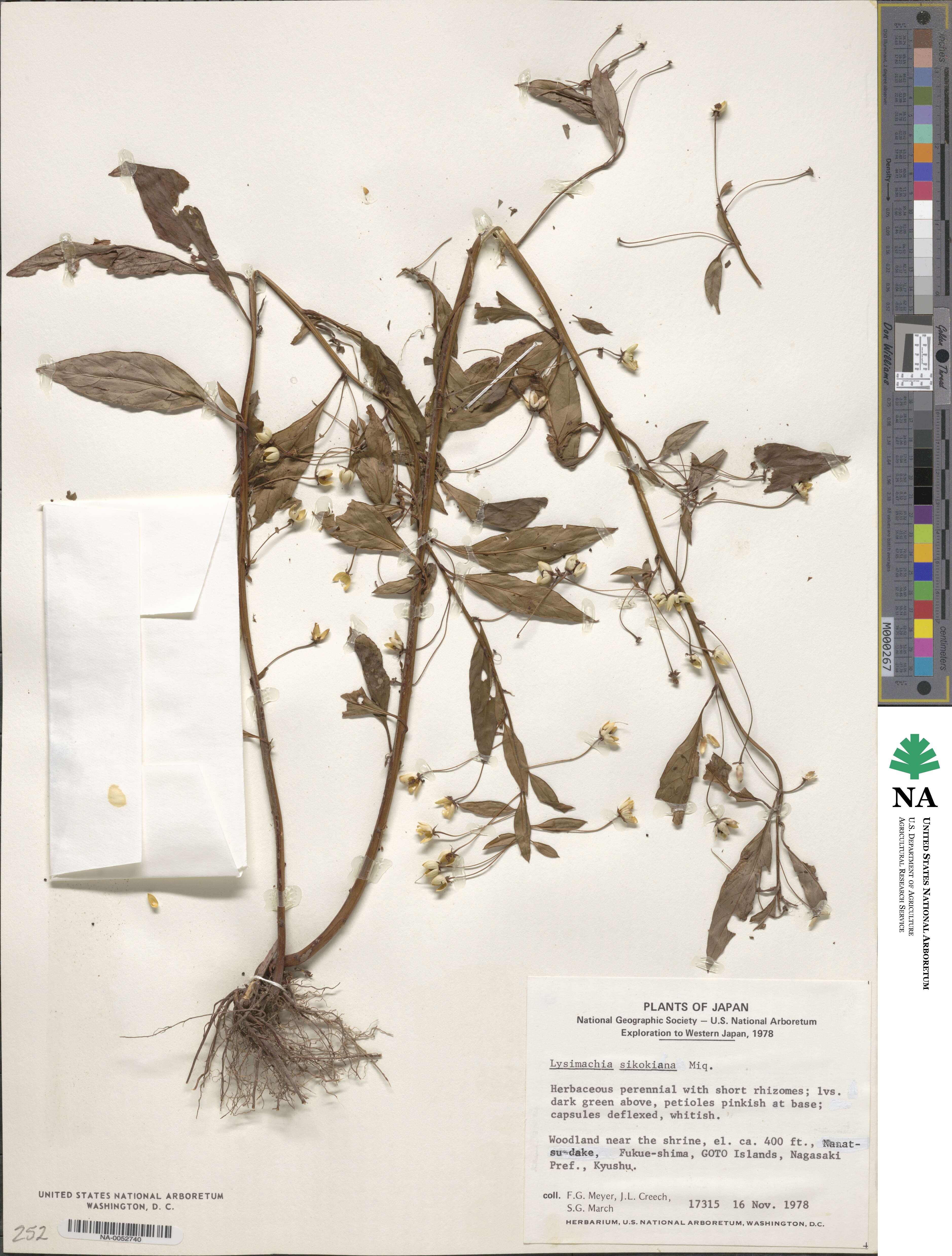 Lysimachia sikokiana image