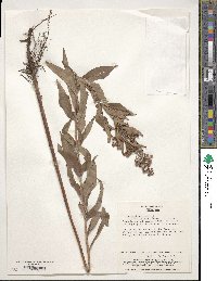 Lysimachia davurica image