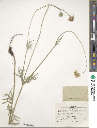 Scabiosa ochroleuca image