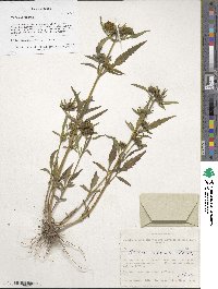 Bidens radiata image