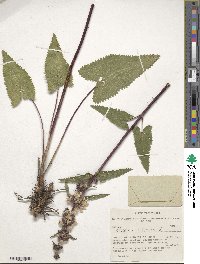 Phlomoides tuberosa image