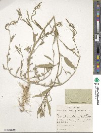 Atriplex laevis image