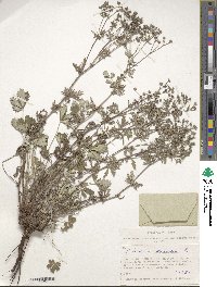 Potentilla argentea image