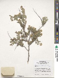 Spiraea crenata image