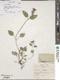 Prunella vulgaris image