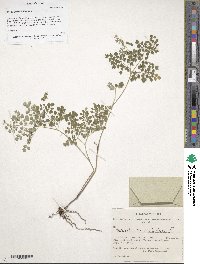 Thalictrum foetidum image