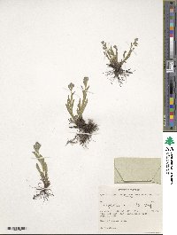 Image of Myosotis imitata