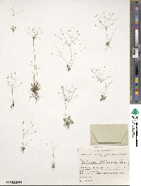 Androsace filiformis image