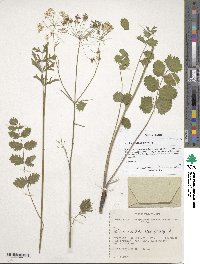 Pimpinella saxifraga image