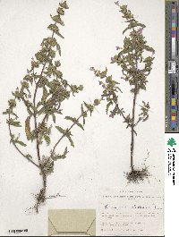 Image of Galeopsis ladanum