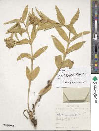 Gentiana cruciata image