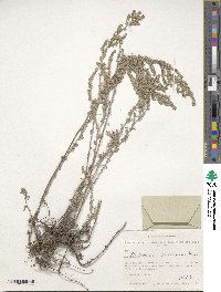 Artemisia austriaca image