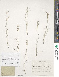 Juncus compressus image