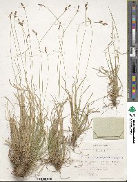 Carex caryophyllea image