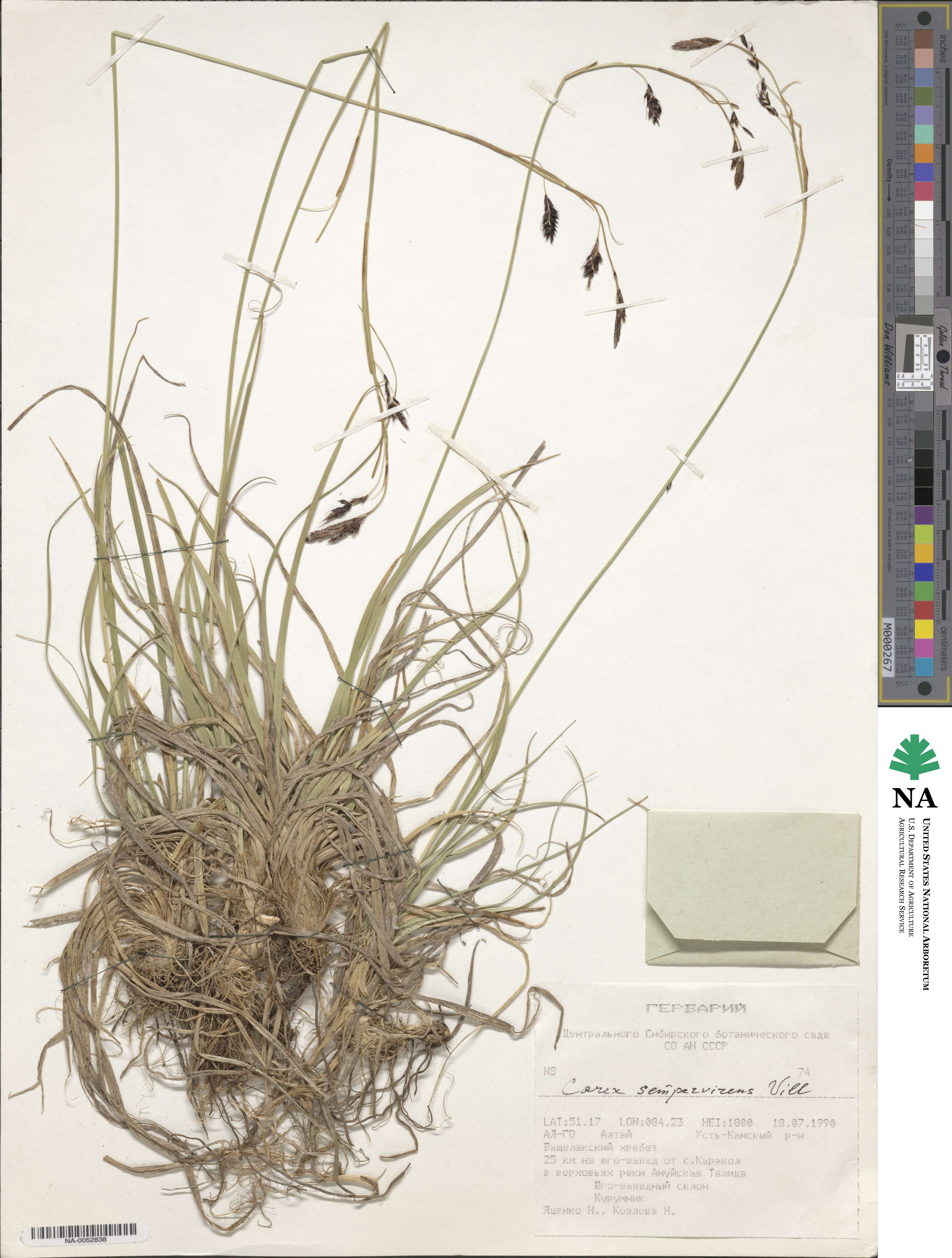 Carex sempervirens image