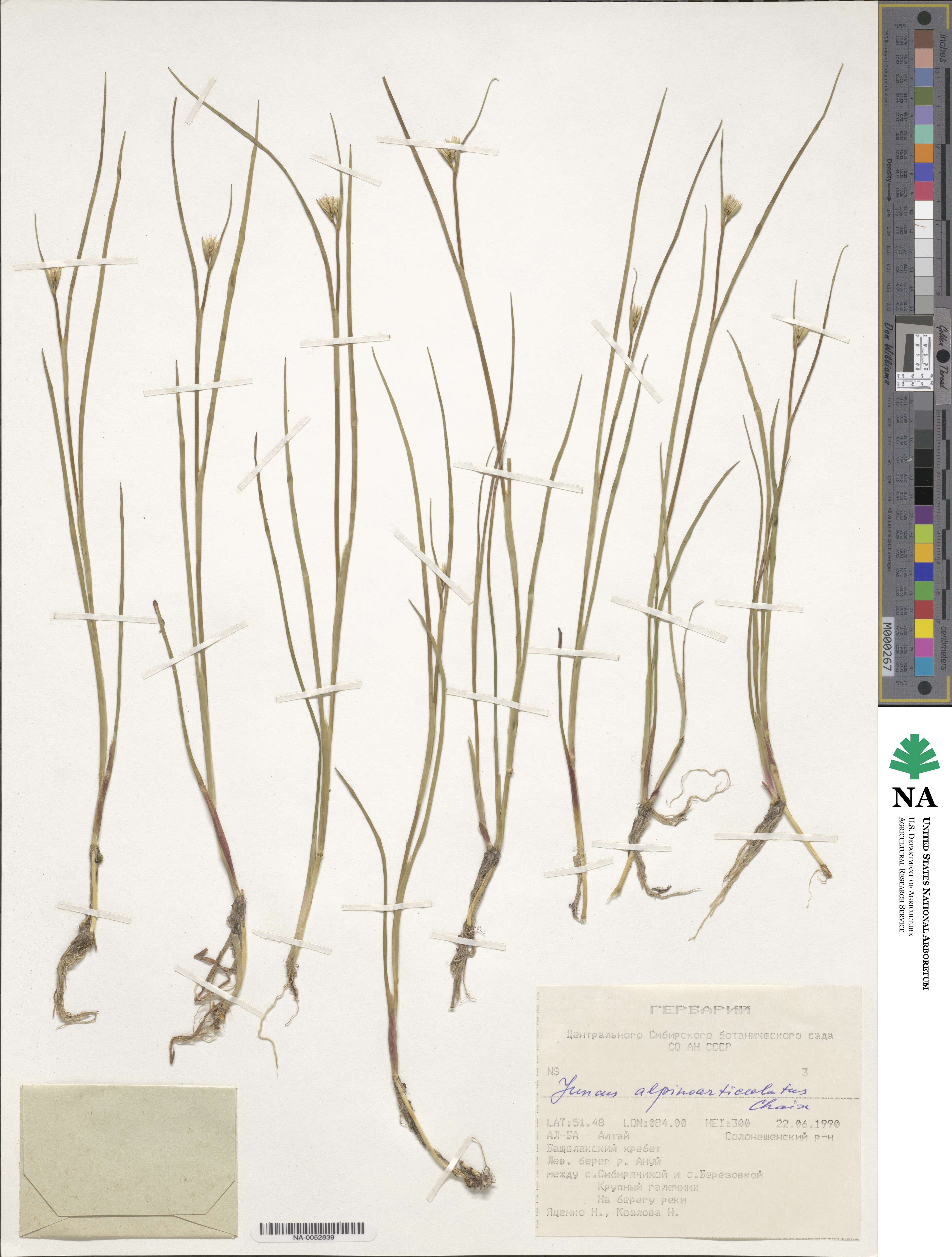 Juncus alpinoarticulatus image