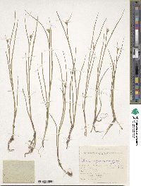 Juncus alpinoarticulatus image