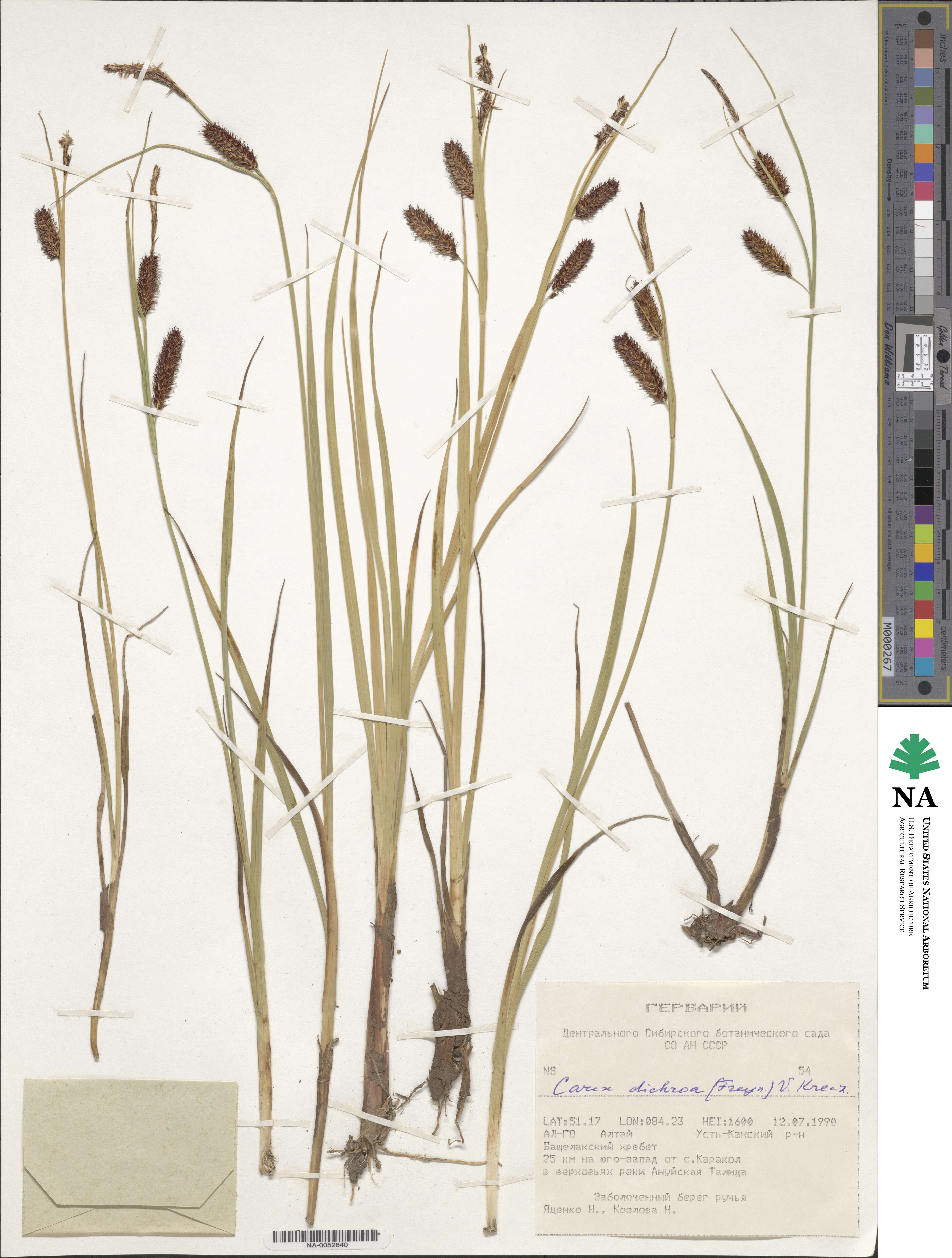 Carex dichroa image