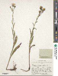 Image of Picris hieracioides