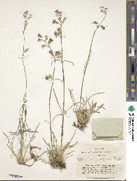 Silene chamarensis image