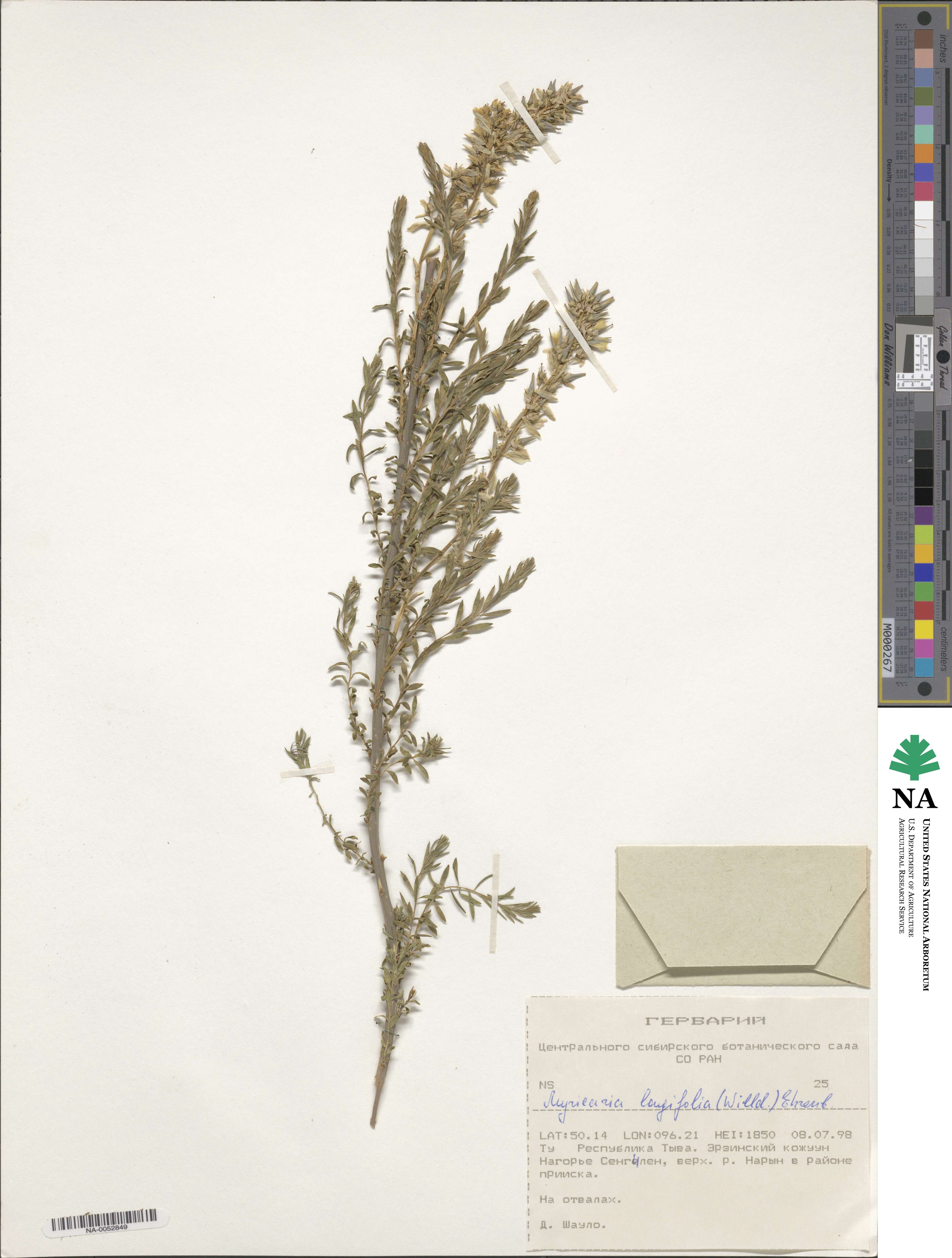 Myricaria longifolia image