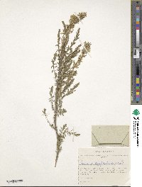 Image of Myricaria longifolia