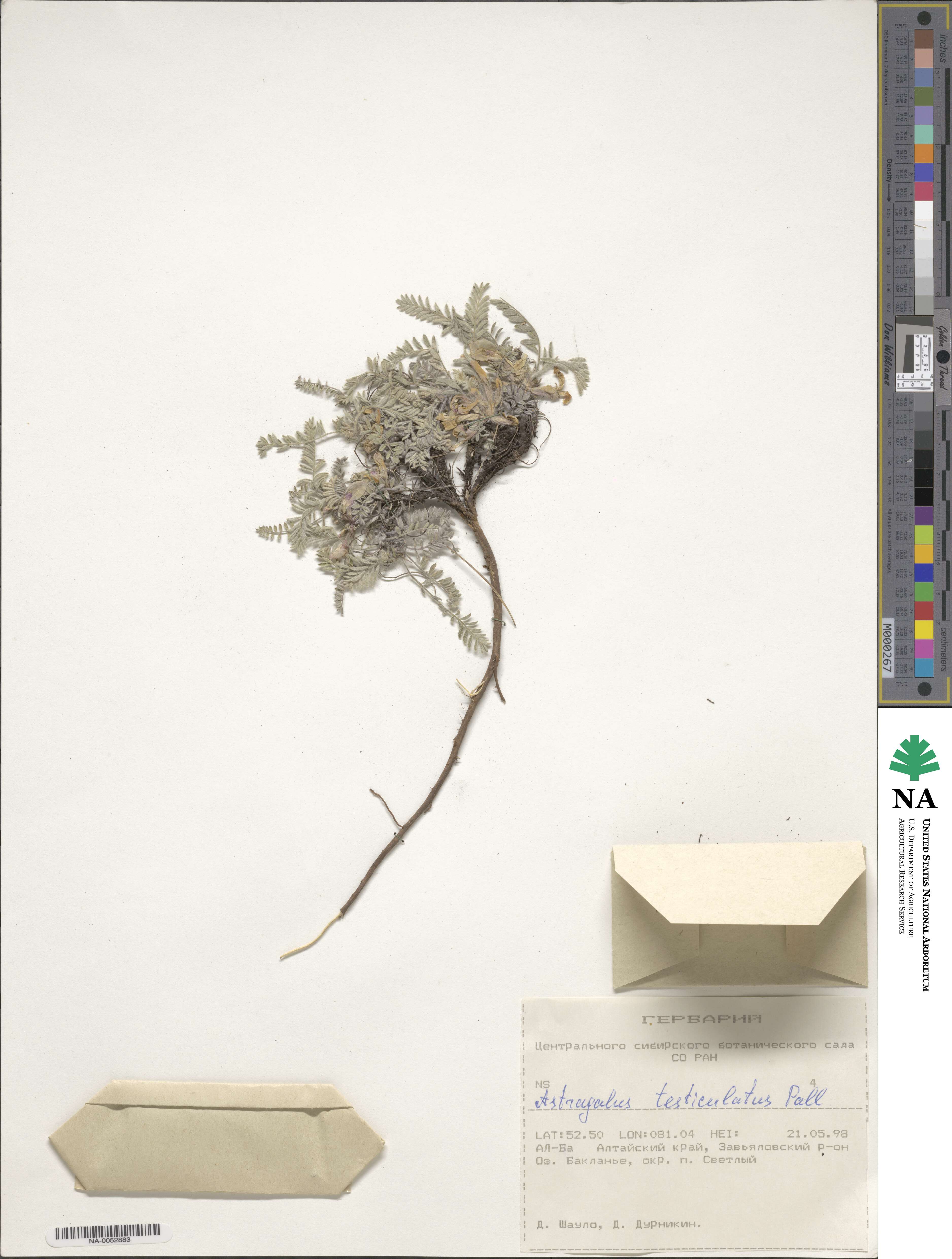 Astragalus testiculatus image