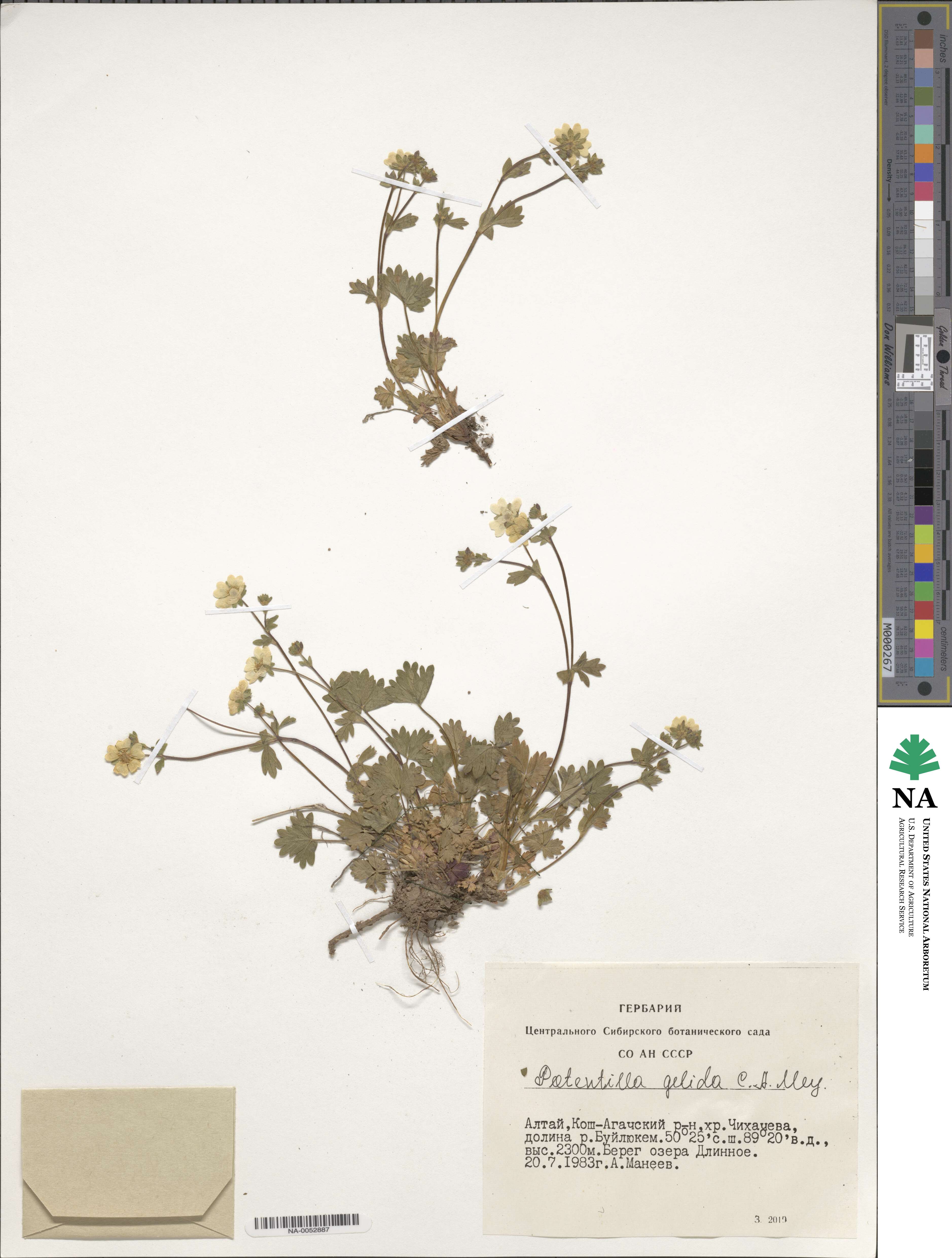Potentilla crantzii subsp. gelida image