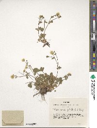 Potentilla crantzii image