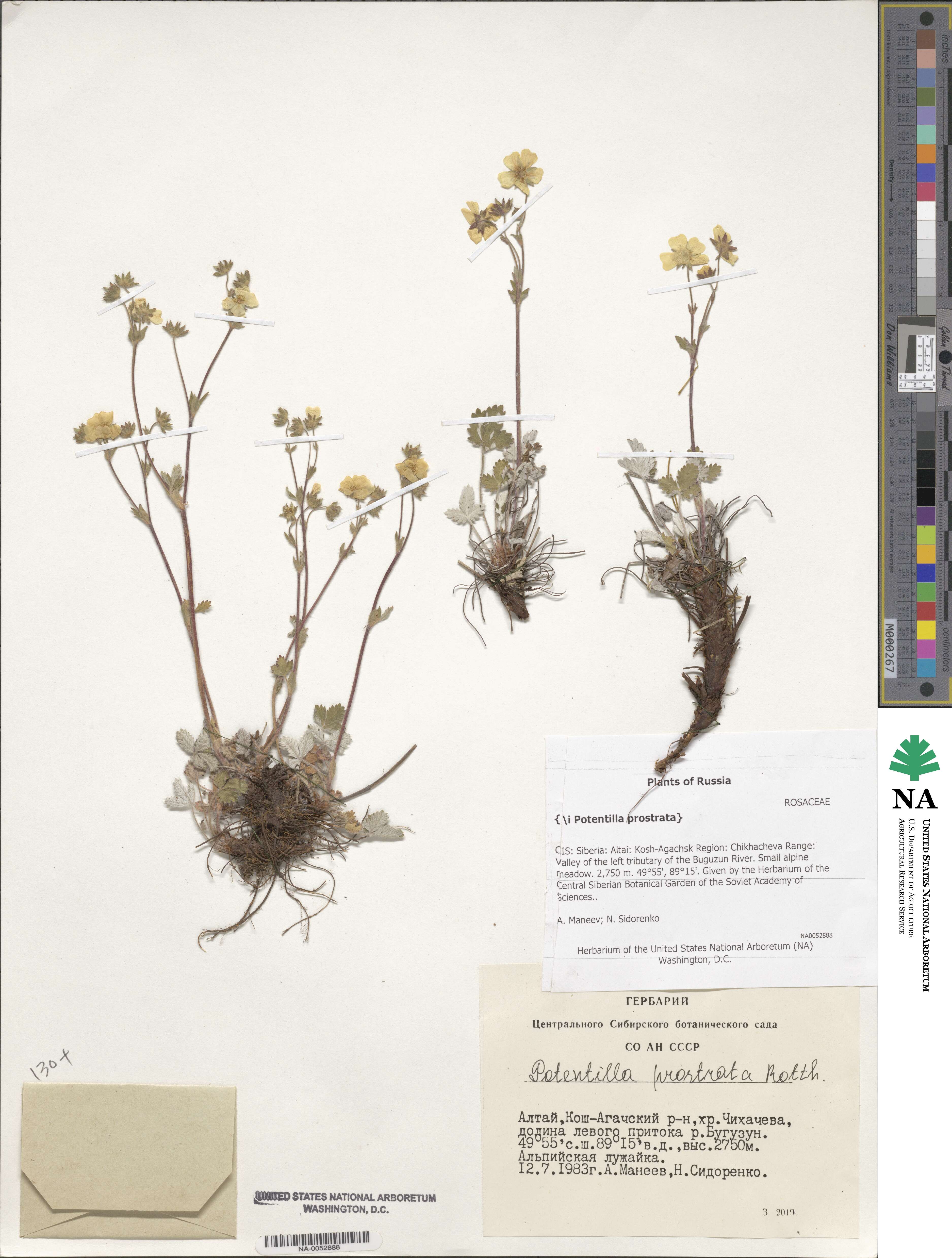 Potentilla prostrata image