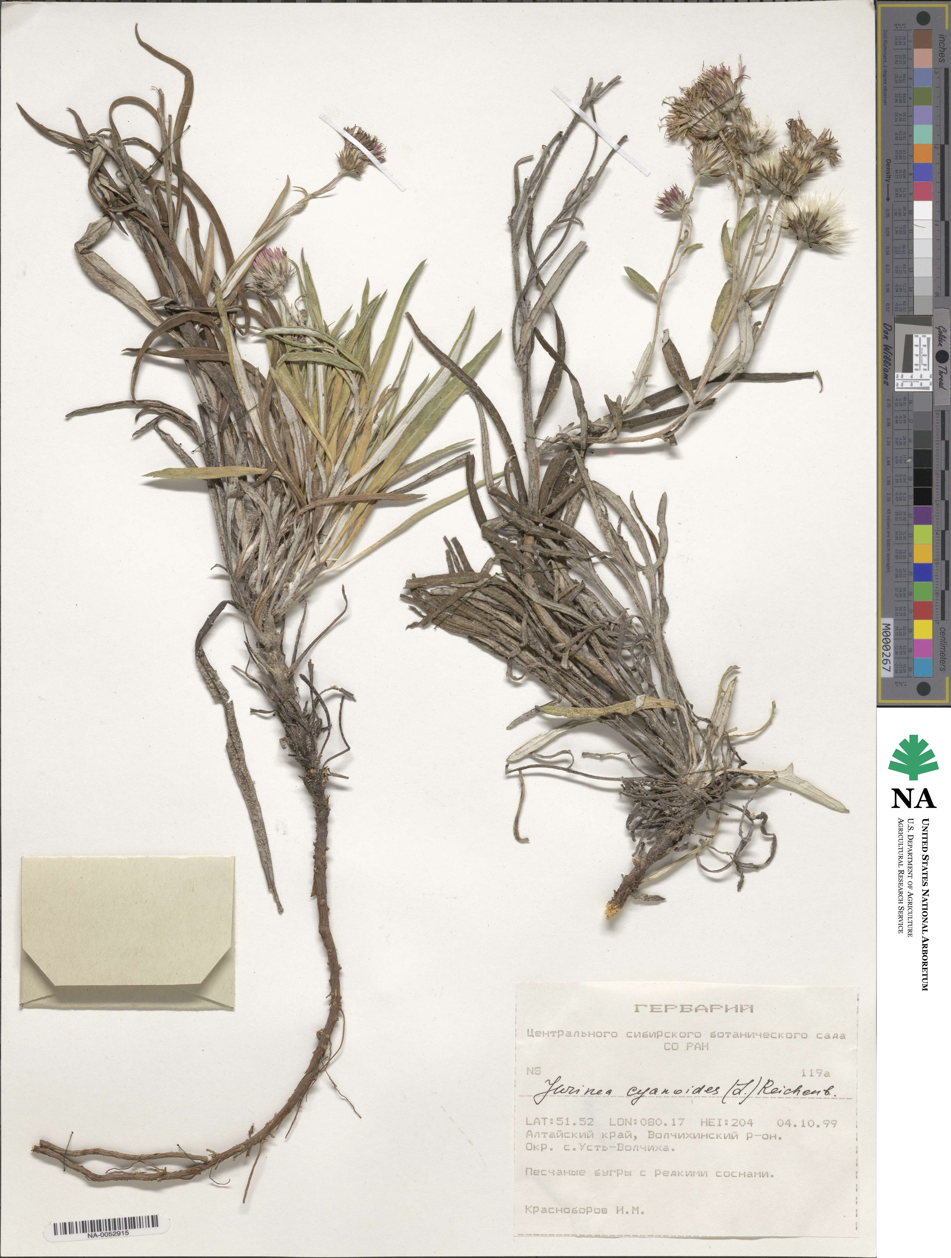 Jurinea cyanoides image