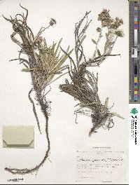 Jurinea cyanoides image