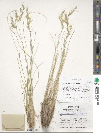 Helictotrichon desertorum image